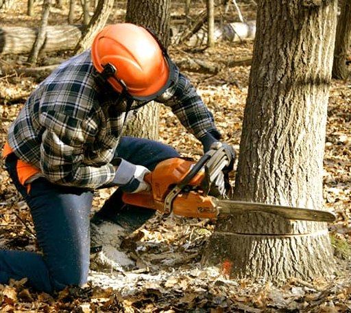 Tree Removal in De Soto, IA